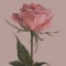 Husa Personalizata ALLVIEW A5 Smiley Pink Rose