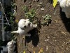 Bichon maltez