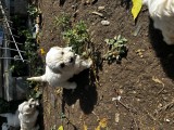 bichon maltez