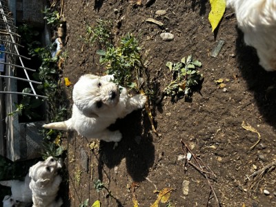 bichon maltez foto