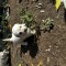 bichon maltez
