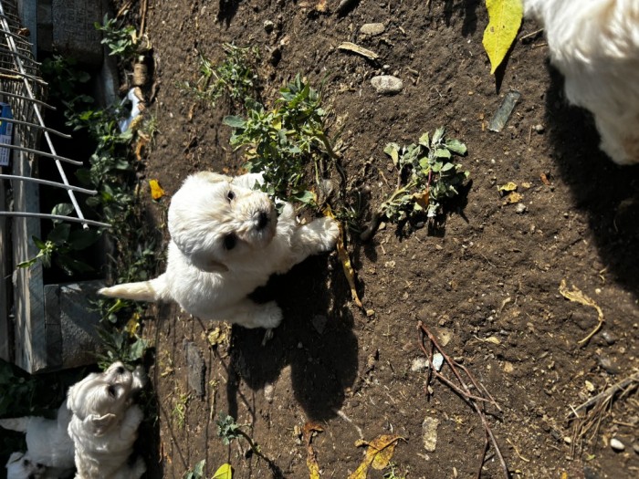bichon maltez
