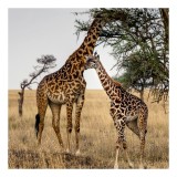 Tablou Canvas, "&Icirc;mbrățișarea girafelor sub copacii savanei", Girafe, Savana, Copaci, Natura, Liniste, Peisaj, Africa, 26 x 39 cm, CMCLASS