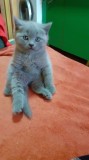 Pisici British Shorthair