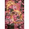 The Rose Bargain - A r&oacute;zsa alkuja - Peyton Sasha Smith