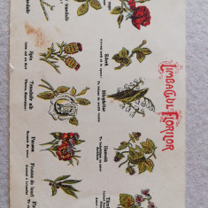 Carte postala litografie cca. 1900, Limbagiul florilor, necirculata, UPU