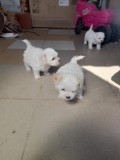 Bichon havanez