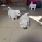 Bichon havanez