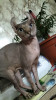 Sphynx Elf, Royal Canin