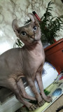 Sphynx Elf, Royal Canin