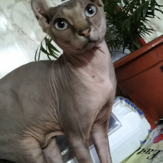 Sphynx Elf