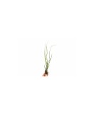 Cumpara ieftin Planta aeriană Tillandsia Butzii - Medie