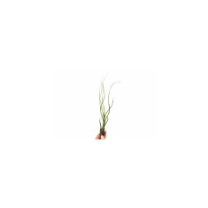 Planta aeriană Tillandsia Butzii - Medie