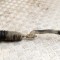 Bieleta de direcție dreapta VW TRANSPORTER V T5 Furgon 2007 13898691