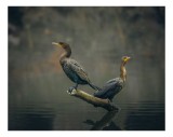 Tablou Canvas Cormorani pe peisajul acvatic, 39 x 26 cm, CMCLASS