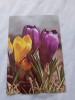 Carte postala floare, Circulata, Fotografie