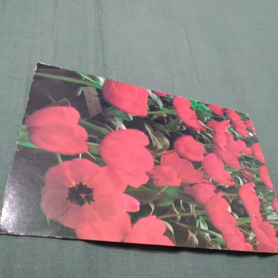 CARTE POSTALA FELICITARE CIRCULATA foto