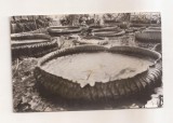 RF170 - Carte Postala - Cluj, Gradina Botanica, circulata 1959
