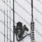 SET Picker Feeder Lanseta Robinhan HARRIER 2,40m 50-100g+Mulinetă PROFL LA3000