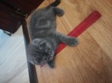 British shorthair și scottish fold Timișoara