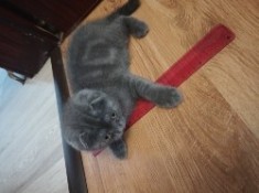 British shorthair și scottish fold Timișoara