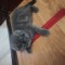 British shorthair și scottish fold Timișoara