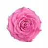 Trandafir Criogenat BONITA BIC-08 (&Oslash;9,5cm, 1 buc /cutie)