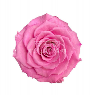 Trandafir Criogenat BONITA BIC-08 (&amp;Oslash;9,5cm, 1 buc /cutie) foto
