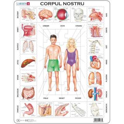 Puzzle Larsen Corpul Nostru, 35 Piese foto