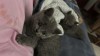 Pui British shorthair