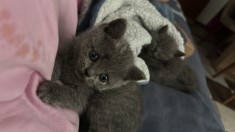 Pui British shorthair