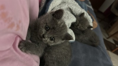 Pui British shorthair foto