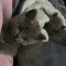 Pui British shorthair