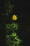 Tablou Canvas, "Floarea &icirc;nsorită &icirc;n umbra pădurii", Floare, Galbenă, &Icirc;ntuneric, Iluminată, Frunzele, Mister, Natură, Solitar, Sclipire, Contrast., 26