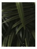 Tablou Canvas, "Frunzele &icirc;ntunecate ale junglei șoptitoare", Frunze, Verde, &Icirc;ntunecat, Textură, Densitate, Vegetație, Natură, Umbre, Linie, Tropic, 26