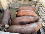 De v&acirc;nzare porci de carne duroc (aprox 90-120 kg) &ndash; vii sau carcasă, jud.ARAD
