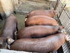 De v&acirc;nzare porci de carne duroc (aprox 90-120 kg) &ndash; vii sau carcasă, jud.ARAD