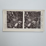 Fotografie de colectie stereoscopica, Butterfly Series, Cuib de Sturz Cantator, Societatea Zoologica UK, Marea Britanie, Europa, ca. 1915-1920