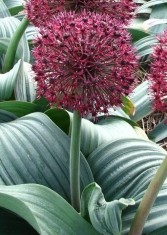 ALLIUM RED GIANT 5 lei = 1 bulb foto