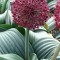 ALLIUM RED GIANT 5 lei = 1 bulb