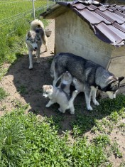 Pui Husky siberian foto