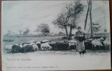 Carte postala, Cioban roma cu turma, inceput de secol XX