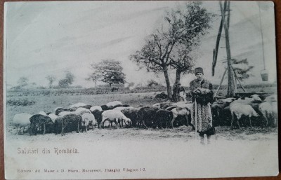 Carte postala, Cioban roma cu turma, inceput de secol XX foto
