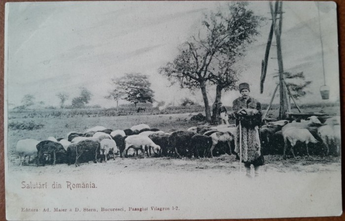 Carte postala, Cioban roma cu turma, inceput de secol XX