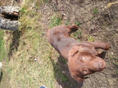 V&acirc;nd căței Labrador Retriever Ciocolatii