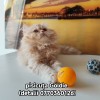 V&acirc;nd pisicuță persana orange