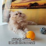 V&acirc;nd pisicuță persana orange