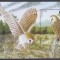 Jersey 2001 - Păsări de pradă, Colita (110 mm x 75mm), MNH