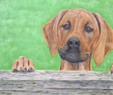 Portret de c&acirc;ine Rhodesian Ridgeback, pictură pe p&acirc;nză, semnat (2005)