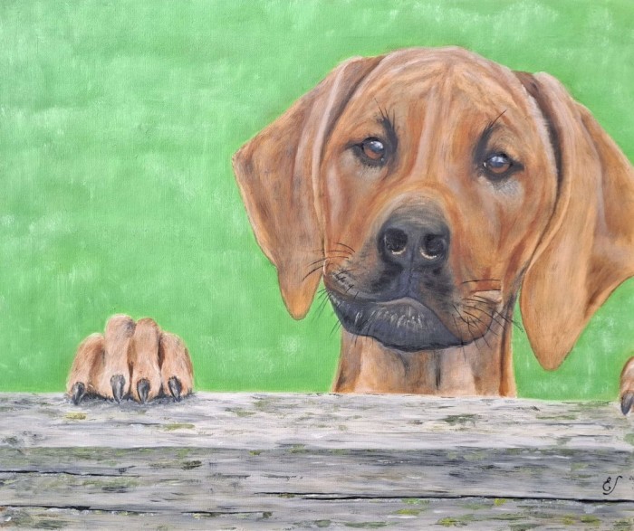 Portret de c&acirc;ine Rhodesian Ridgeback, pictură pe p&acirc;nză, semnat (2005)